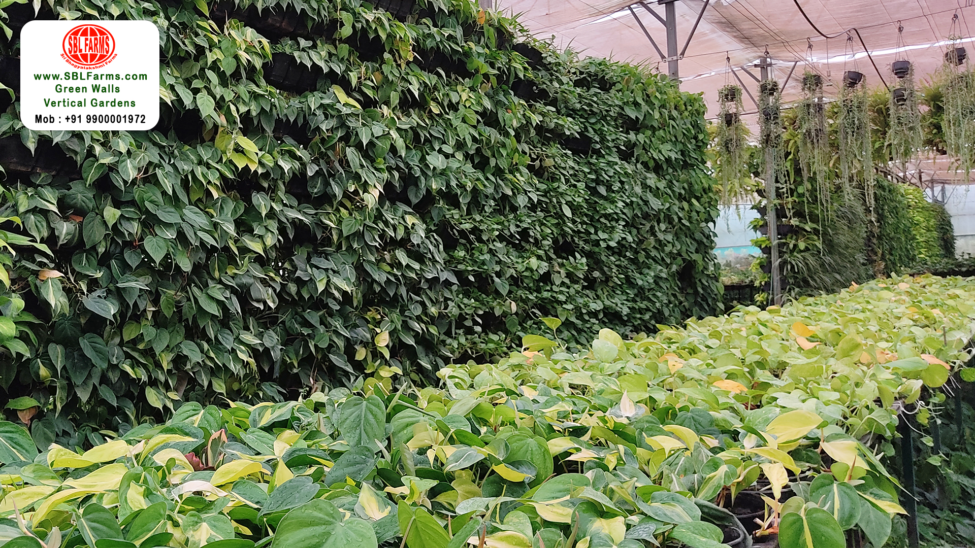 Sbl Farms Green walls and Living walls, Vertical Garden, Bio Curtains